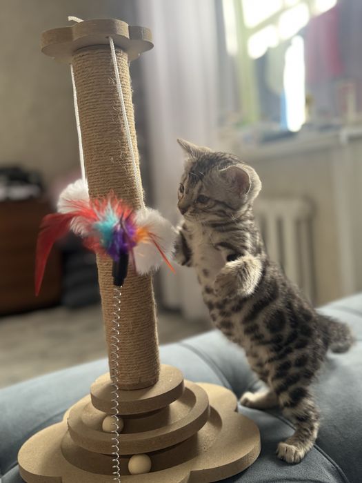 Продам Бенгалськую котенка