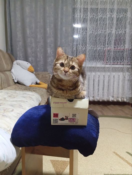 Отдам бесплатно кошку и кота