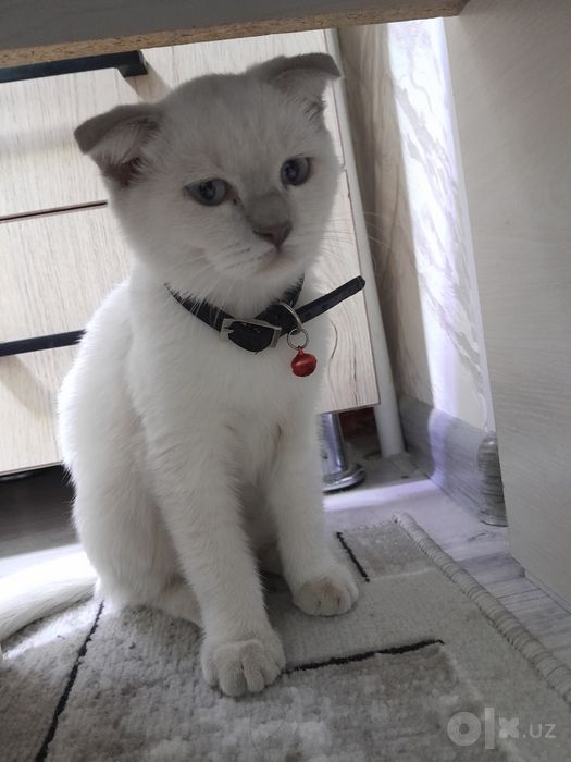 Скоттиш фолд сотилади