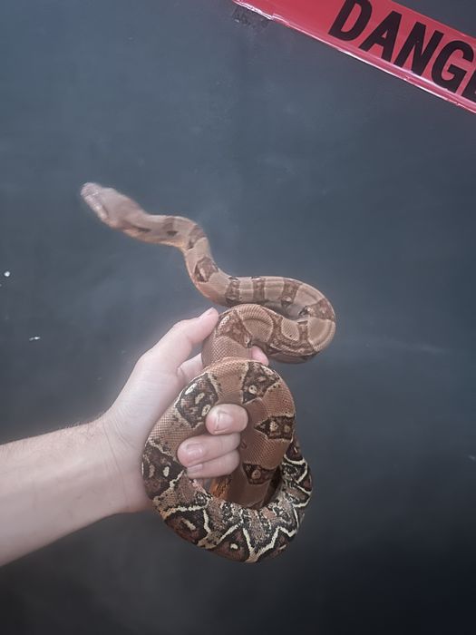 Императорский удав