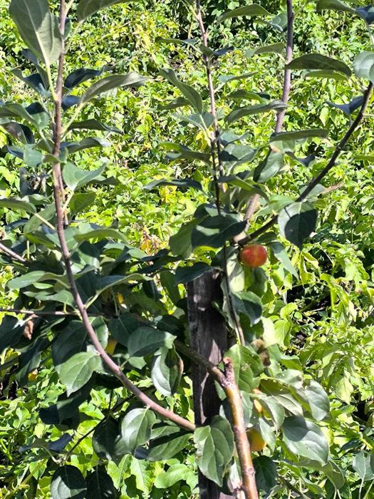 продам шикарный дом