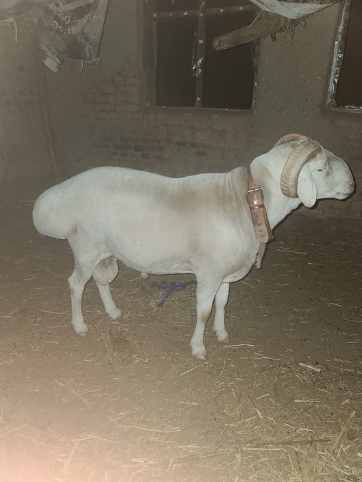 кочкорло..qo'zilorombo  йемланип дурипди  бугоз койлором бо галишилади