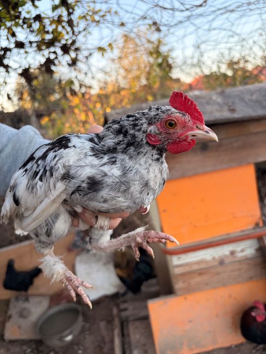 Găini si cocoși americane