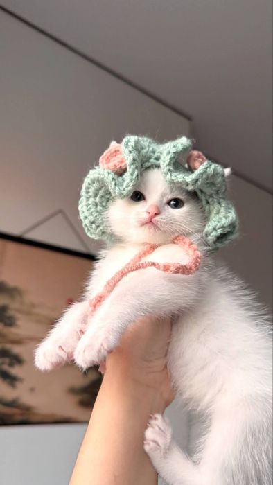 Котенок в добрые руки