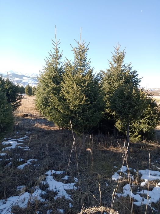 Елки на штамбе крупномеры