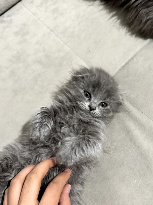 Продается вислоухий крупный котенок