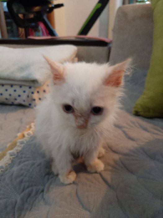 Котёнок мальчик ищет добрых хозяев