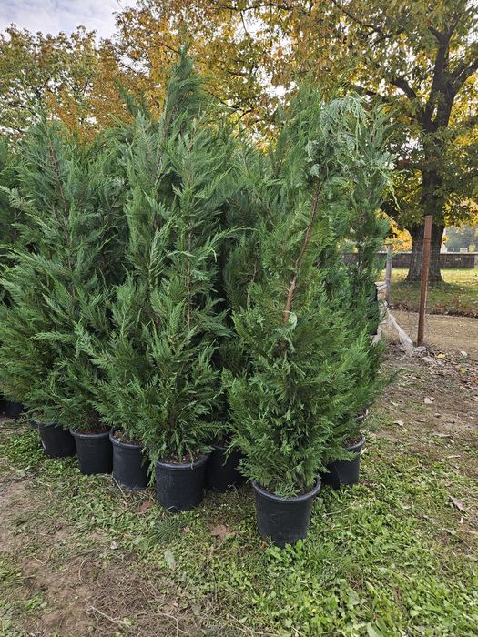 Tuia  leylandii plante ornamentale