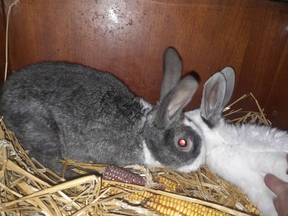 Vând două iepuraice