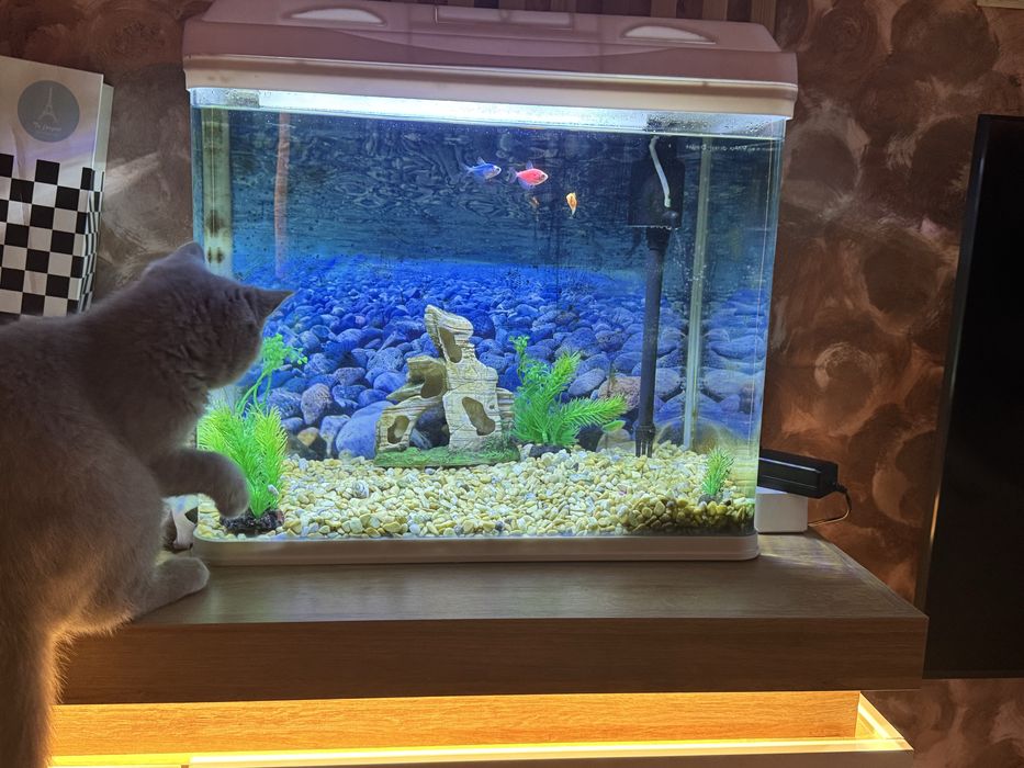 Аквариум за рибки