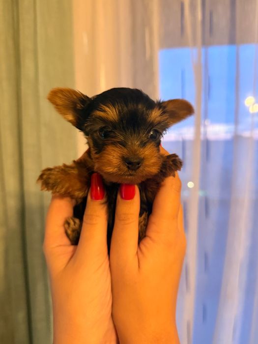 Vand 2 puiuti Yorkshire Terrier Toy [poze reale