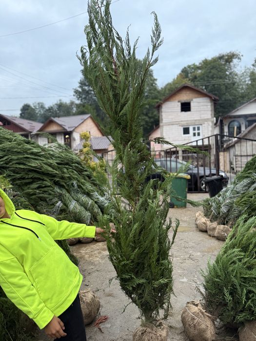 Tuia leylandii gard vesnic verde