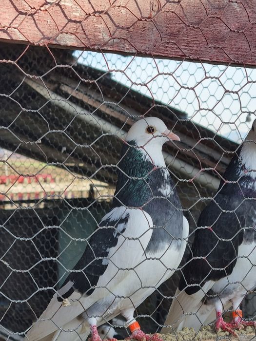 Porumbei birmigham rolleri