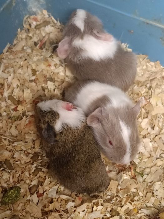 Морские свинки малыши