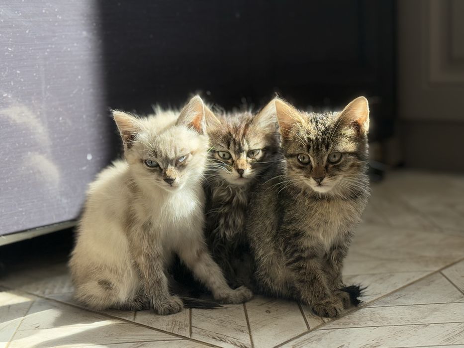 Три шестимесячные кошки