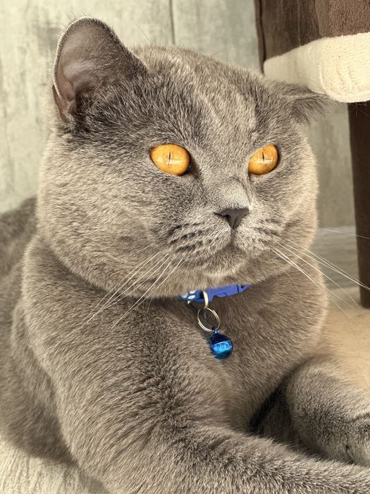 Вязка Скотиш Страйт