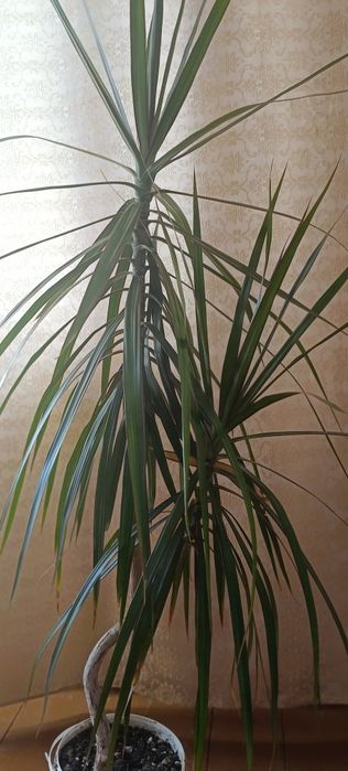 Продам комнатный цветок.