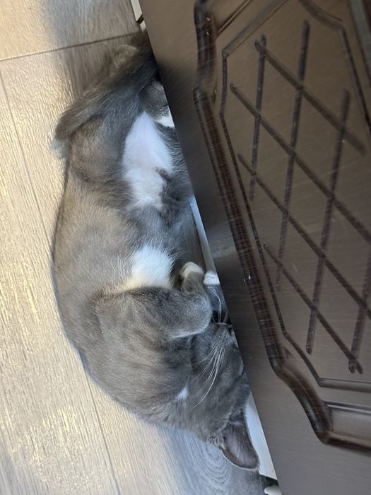Отдам котенка в хорошие руки