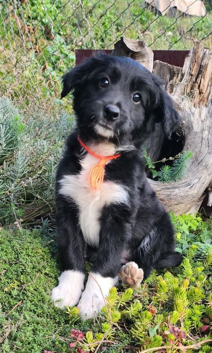 Продам щенков Бордер колли