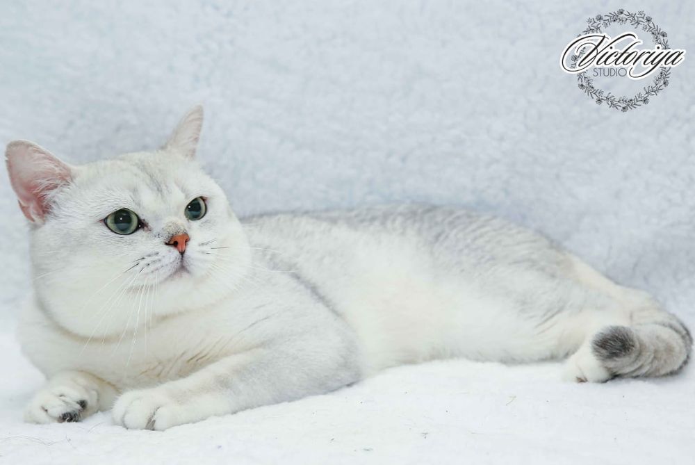 Британские серебристые шиншиллы