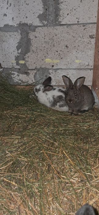 Iepuri  urias si fluture