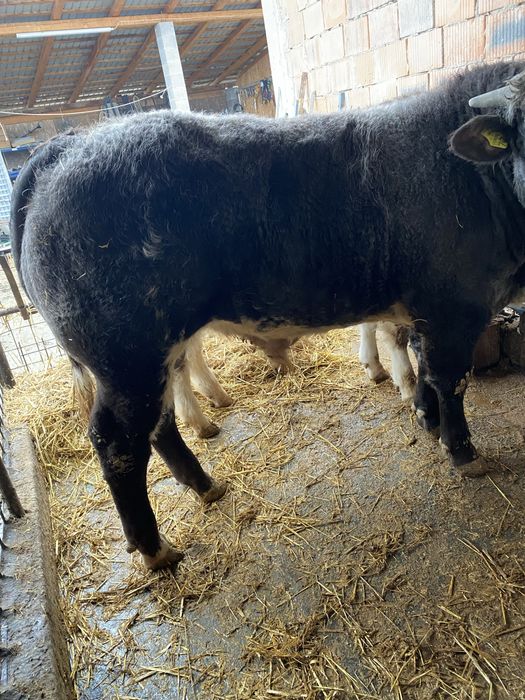 Vitei rasa albastru belgian