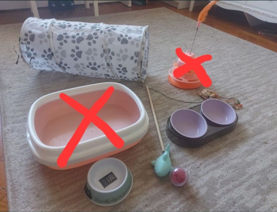 Accesorii pisici