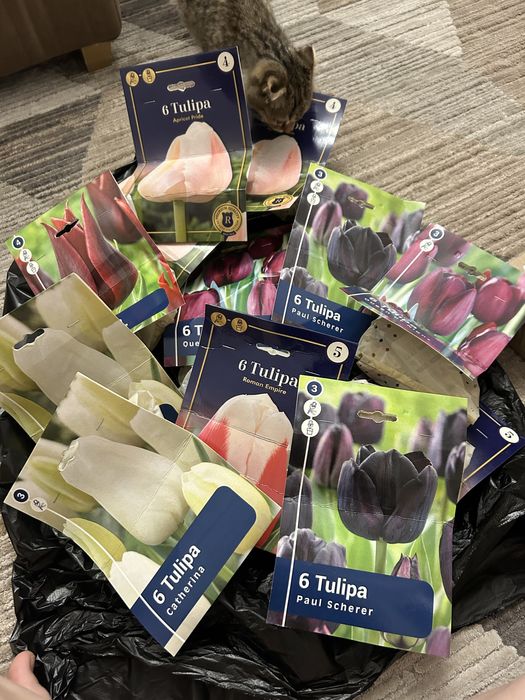 Продам луковицы тюльпанов!