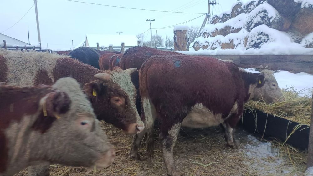 Продается корова согым