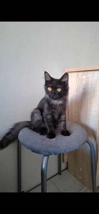 Отдам в добрые руки котика, мальчик