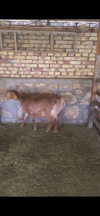 Хисори куйлар сотилади