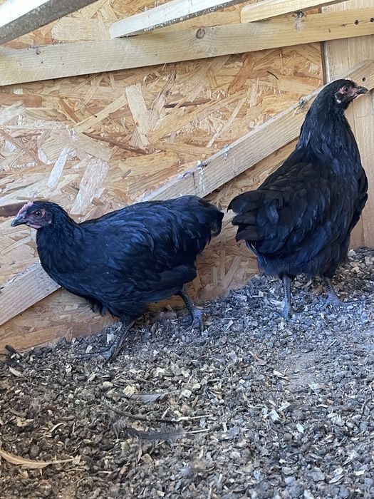 Pereche Gaini orpington negru