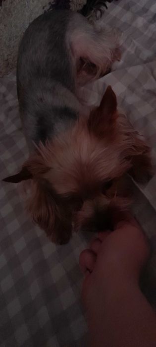 Йоркширский терьер на вязку