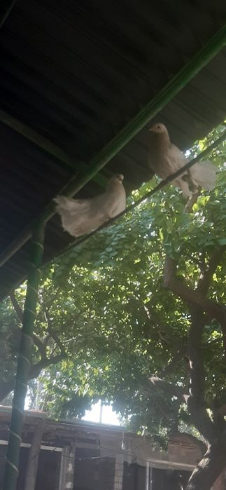 Kabutar oq 4ta zotdor