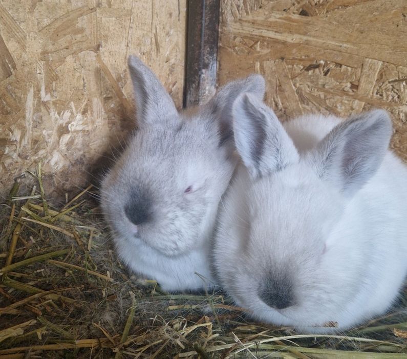 Iepurași pentru  Paște