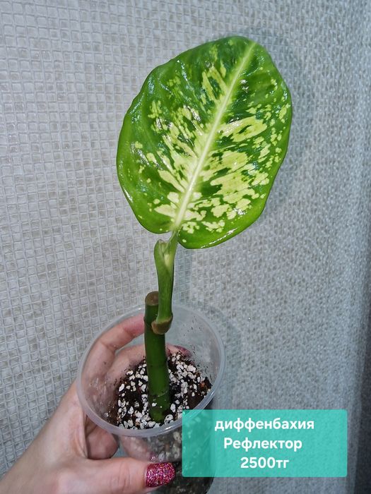 Продам комнатные растения