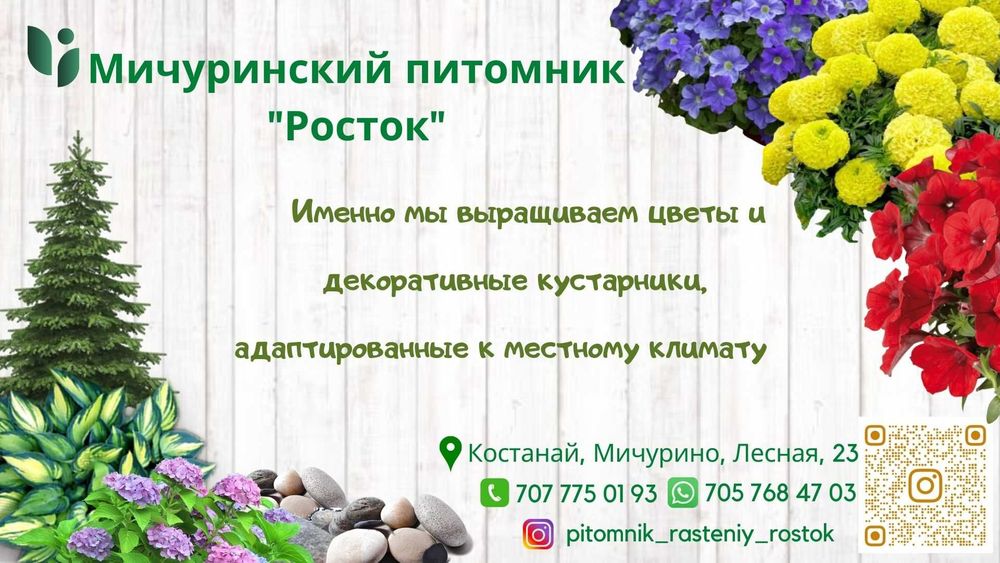 Саженцы  Питомник , петуния