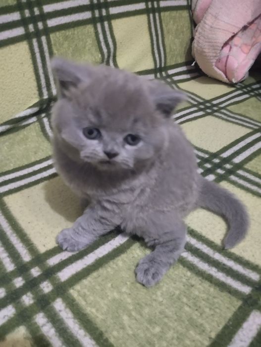 Продаются котята вислоухий и экзот