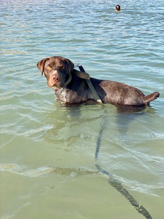 Курцхаар на вязку