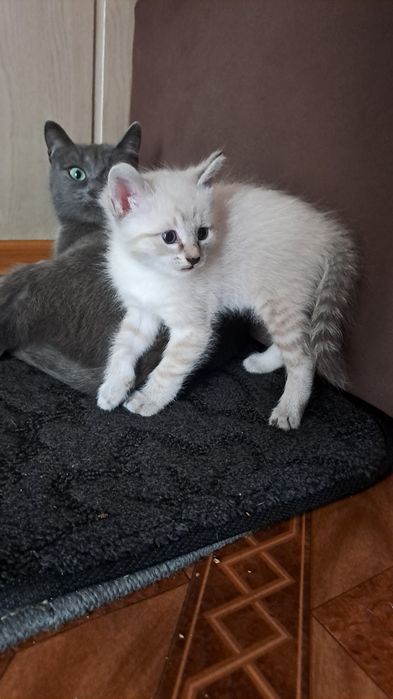 Котенок кошка 1,5 месяца