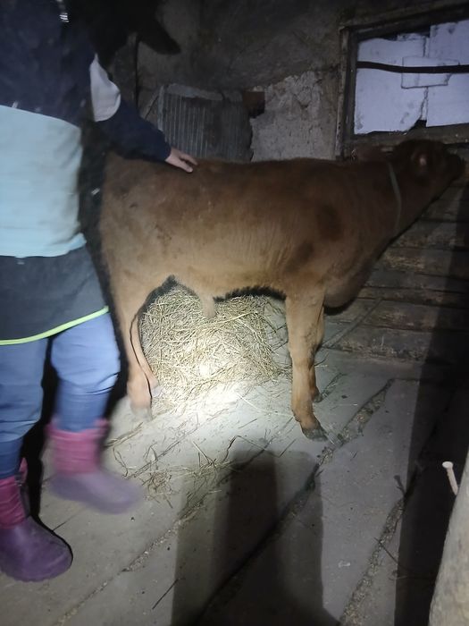 Продам телёнка 3мес