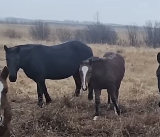 Поиски Кобылы и жеребята