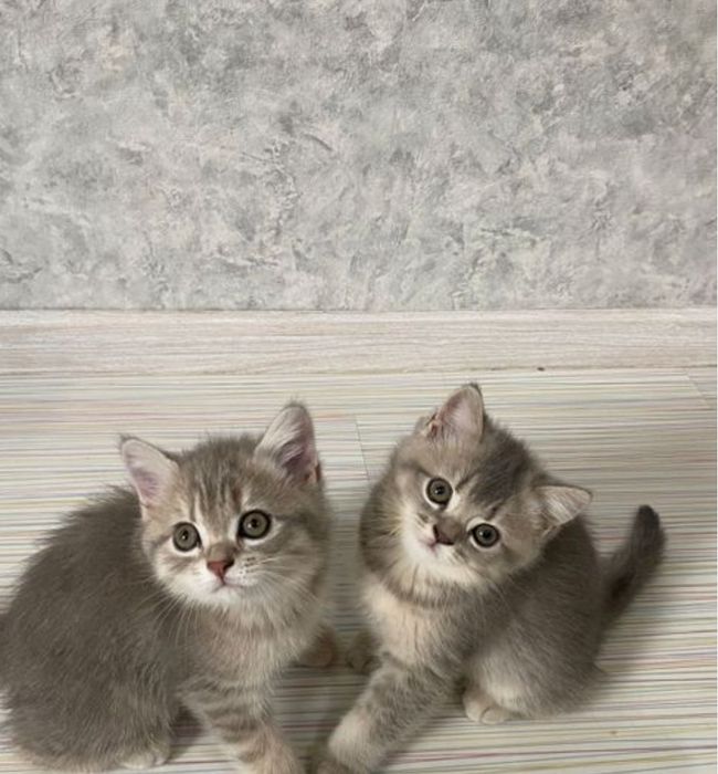 Британские котята 1.5 мес  девочки