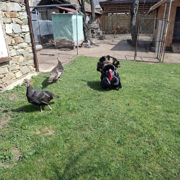 Продавам пуйки,мъжки и две женски