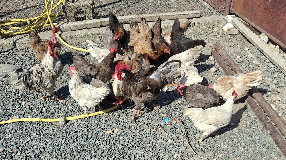 Gaini tinere italiene