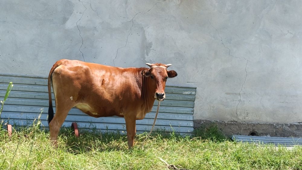 Gʻunajin , sigir , qora mol