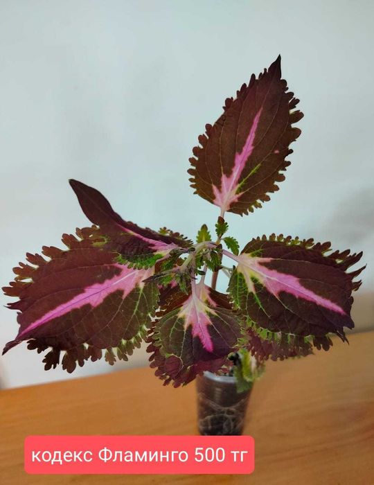 Комнатные цветы.