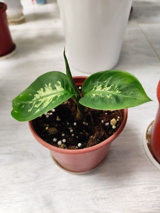 Распродажа декоративных комнатных растений