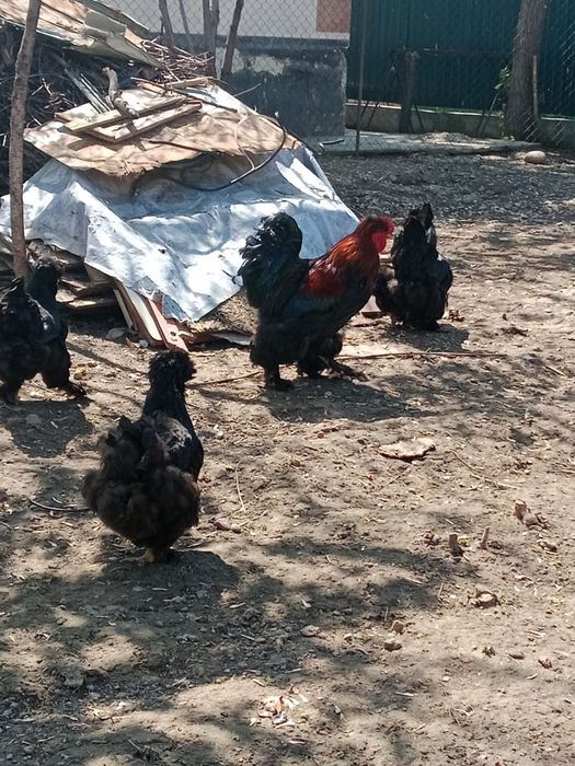 Продаётся семейка брамы