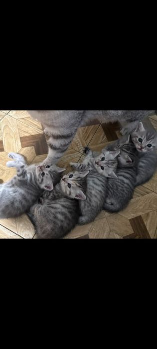 Котята шотландские девочки и мальчики